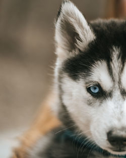 Close-up of dog looking away