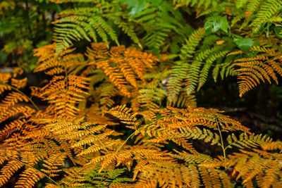 Close-up of fern leaves