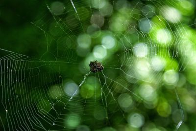 Close-up of spider web