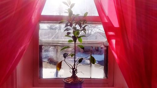 Flower vase on window sill