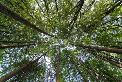 Low angle view of bamboo trees in forest