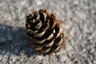Close-up of pine cone on land