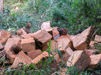 Stack of logs on field in forest