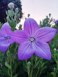 Close-up of pink flowers