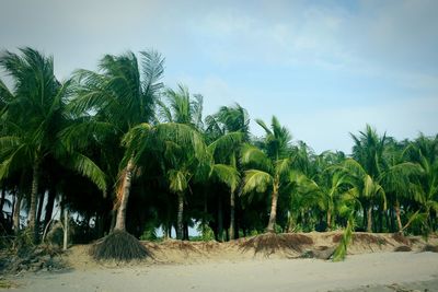 Palm trees on beach against sky