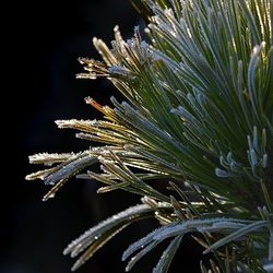 Close-up of frozen plant during winter
