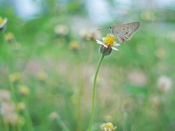 Close-up of butterfly pollinating on flower
