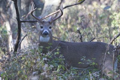 Portrait of deer in the forest