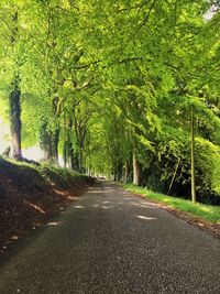 Street amidst trees