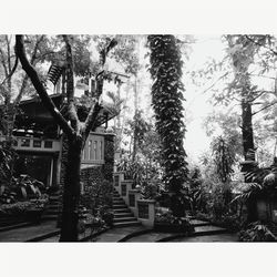 Trees and plants growing outside building