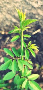 High angle view of plant growing on field