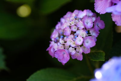 Close-up of pink flowering plant