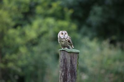 Bird perching on wooden post