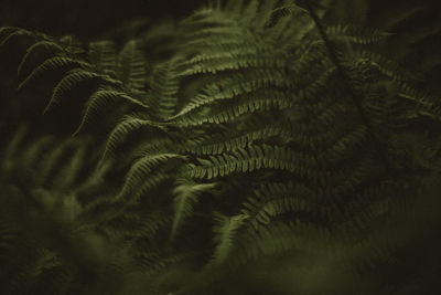 Full frame shot of fern leaves