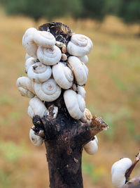 Many baby snails on an wooden pole