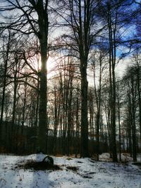 Bare trees on snow covered landscape