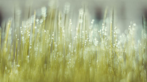 Close-up of grass growing in field