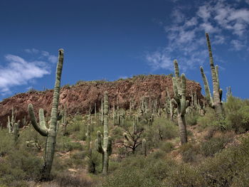 Cactus plants on landscape against blue sky