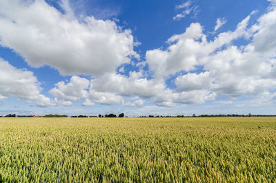 Scenic view of agricultural field against sky