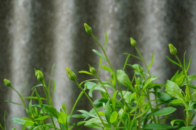 Close-up of fresh green plant