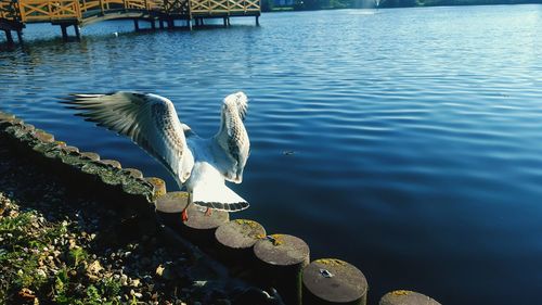 High angle view of swans swimming in lake