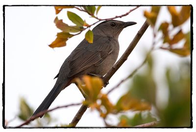 Close-up of bird perching on branch