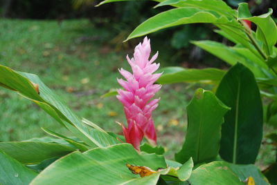 Close-up of flower blooming outdoors