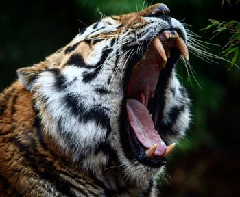 Close-up of cat yawning