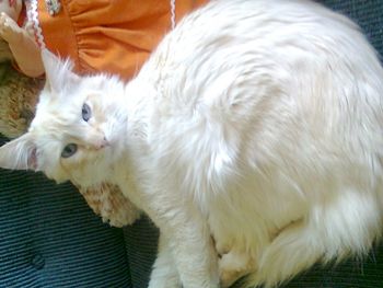 Close-up of white dog