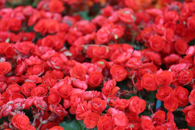 Full frame shot of red flowering plants