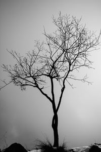 Low angle view of bare tree against clear sky