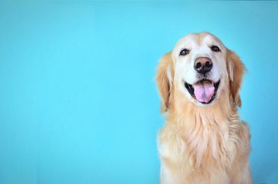 Cute golden retriever dog smiling isolate on blue background.