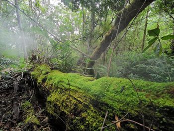 Trees growing in forest