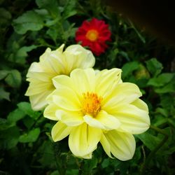 Close-up of yellow flower