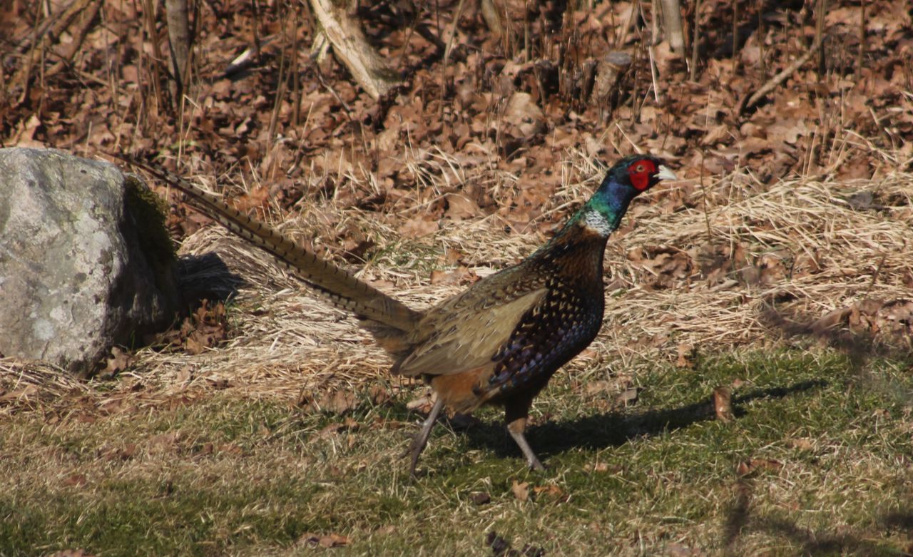 Colourfull bird