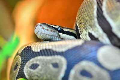 Close-up of snake