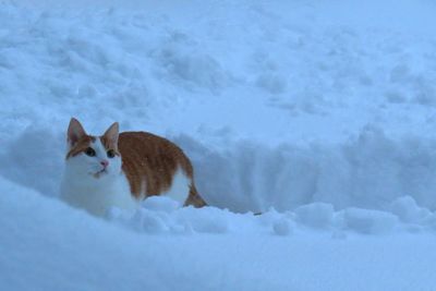 Portrait of cat on snow