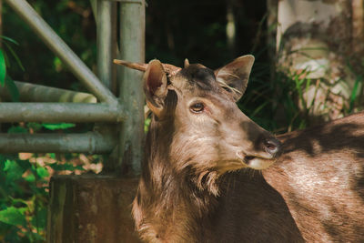 Close-up of two horses