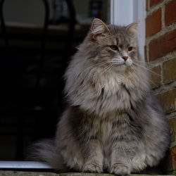 Close-up of cat looking away