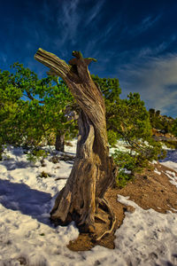 Driftwood on tree trunk at beach against sky