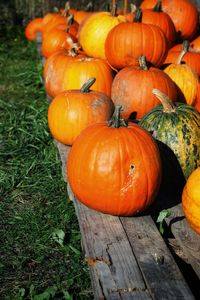 High angle view of pumpkins on field