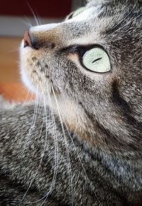 Close-up of a cat looking away