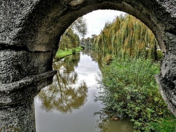 Reflection of trees in water