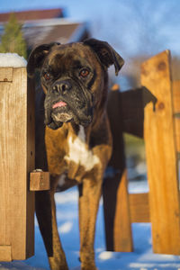 Boxer dog standing at entrance