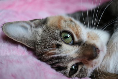 Close-up portrait of a cat