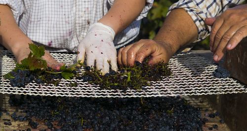 Midsection of workers crushing grapes