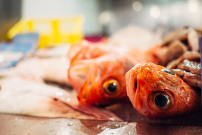 Close-up of dead fish at market