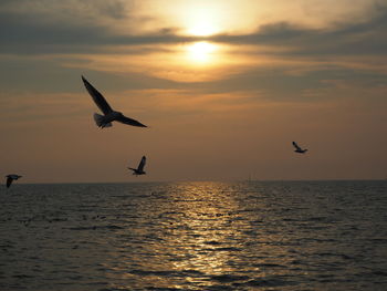 Seagulls flying over sea during sunset