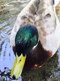 Close-up of duck in lake