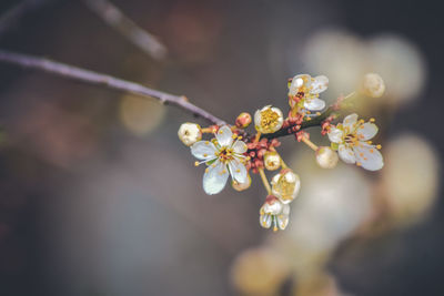 Close-up of cherry blossoms in spring